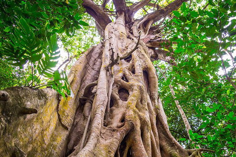 Mossman Gorge Adventure Day - Surfers Gold Coast 5