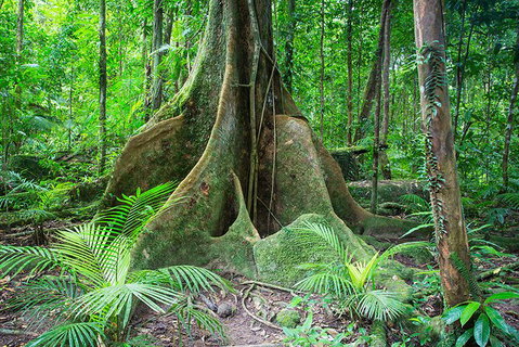 Mossman Gorge Adventure Day - Surfers Gold Coast 1