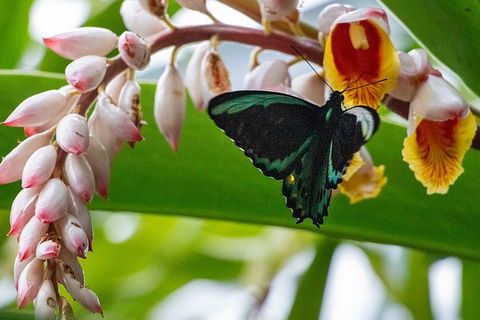 Australian Butterfly Sanctuary- Virtual Interactive Tour With Private Guide - Surfers Gold Coast 0