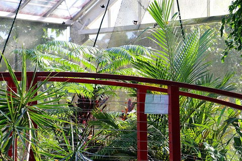 Australian Butterfly Sanctuary- Virtual Interactive Tour With Private Guide - Surfers Gold Coast 2