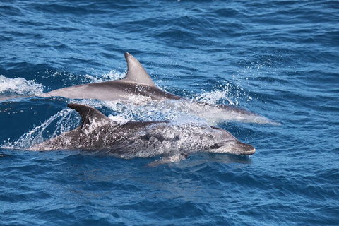 Sandy Straits Scenic & Wildlife Cruise - Surfers Gold Coast 1