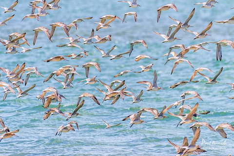 Sandy Straits Scenic & Wildlife Cruise - Surfers Gold Coast 4