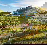 Barossa Valley Highlights from Barossa Valley Including Wine and Cheese Tasting - Surfers Gold Coast