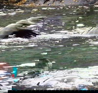 Kangaroo Island Ocean Safari - Snorkeling Safari - Surfers Gold Coast