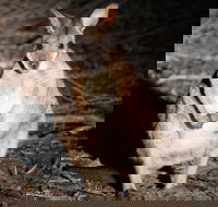 Small-Group Kangaroo Island 4WD Night Tour - Surfers Gold Coast