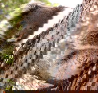 Kangaroo Island Luxury Small Group 'Island Life' Full Day Tour - Surfers Gold Coast