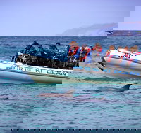 Kangaroo Island 75-Minute Ocean Safari - Surfers Gold Coast