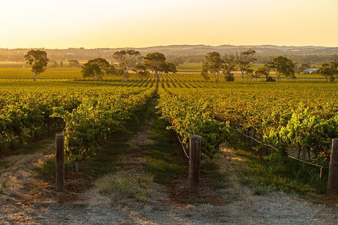 Yalumba Signature Tour - Surfers Gold Coast 5