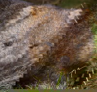 Cradle Mountain Wildlife Spotting after Dark - Surfers Gold Coast