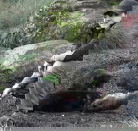 After Dark Tasmanian Devil Feeding Tour at Cradle Mountain - Surfers Gold Coast