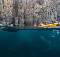 Tasman Peninsula full day kayaking tour - Surfers Gold Coast