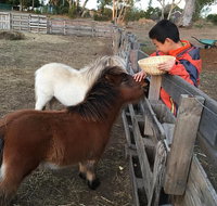 Feed/play with animals and Kayak during hobby farm tour - Surfers Gold Coast