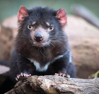 Cruise Ship Special from Hobart Shuttle to Bonorong Wildlife Park. - Surfers Gold Coast