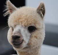 Alpaca Farm Tours with Toffeemont - Surfers Gold Coast