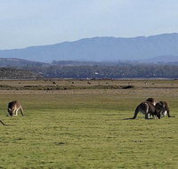 Spend a day in one of Tasmania's best wildlife National Park's - Surfers Gold Coast