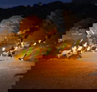 Penguin Tour - Surfers Gold Coast