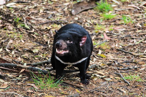 4-Day Fabulous Tasmania Tour: Wineglass Bay, Port Arthur, Devils & Bruny Island - Surfers Gold Coast 4