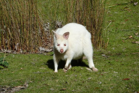 4-Day Fabulous Tasmania Tour: Wineglass Bay, Port Arthur, Devils & Bruny Island - Surfers Gold Coast 2