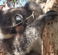 Towerhill Wildlife Tour - Surfers Gold Coast