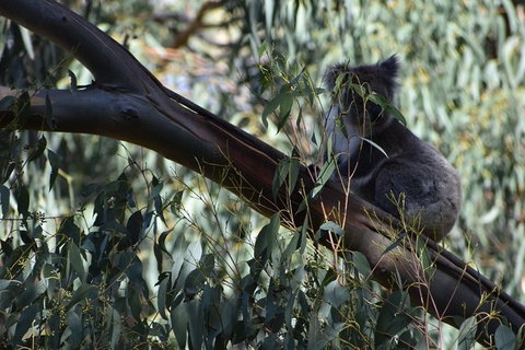 Great Ocean Road Tour Plus Koalas, Forest Walk And Morning Tea. - Surfers Gold Coast 2