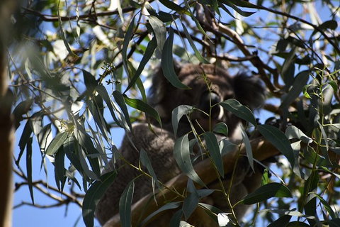 Great Ocean Road Tour Plus Koalas, Forest Walk And Morning Tea. - Surfers Gold Coast 6