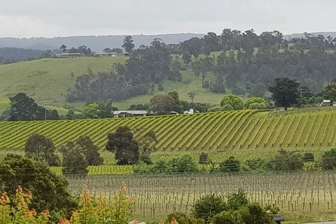 Yarra Valley Wine Tasting Day Tour From Melbourne - Surfers Gold Coast 0