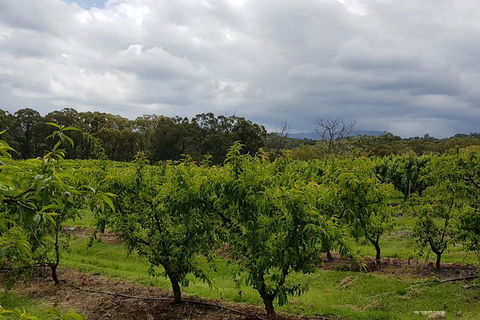 Day Tour Of Yarra Valley Puffing Billy And Rayners Orchard - Surfers Gold Coast 42