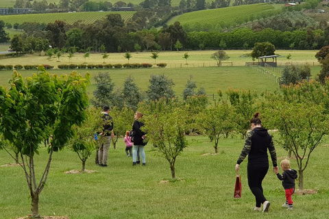 Day Tour Of Yarra Valley Puffing Billy And Rayners Orchard - Surfers Gold Coast 36