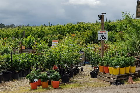 Day Tour Of Yarra Valley Puffing Billy And Rayners Orchard - Surfers Gold Coast 46