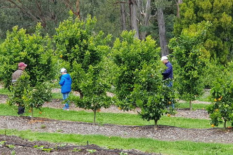 Day Tour Of Yarra Valley Puffing Billy And Rayners Orchard - Surfers Gold Coast 1