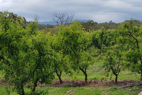 Day Tour Of Yarra Valley Puffing Billy And Rayners Orchard - Surfers Gold Coast 41