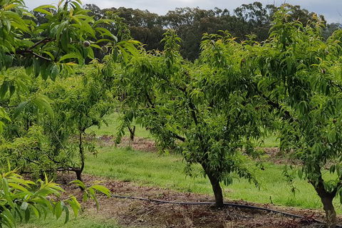 Day Tour Of Yarra Valley Puffing Billy And Rayners Orchard - Surfers Gold Coast 49