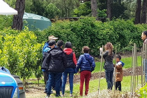 Day Tour Of Yarra Valley Puffing Billy And Rayners Orchard - Surfers Gold Coast 16