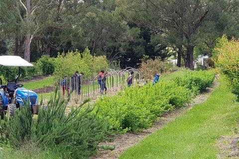 Day Tour Of Yarra Valley Puffing Billy And Rayners Orchard - Surfers Gold Coast 29