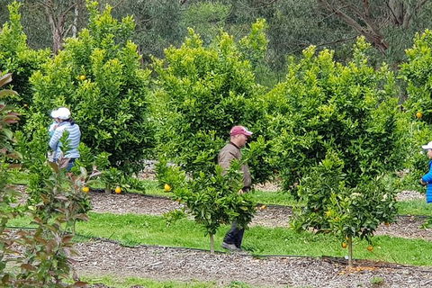 Day Tour Of Yarra Valley Puffing Billy And Rayners Orchard - Surfers Gold Coast 34