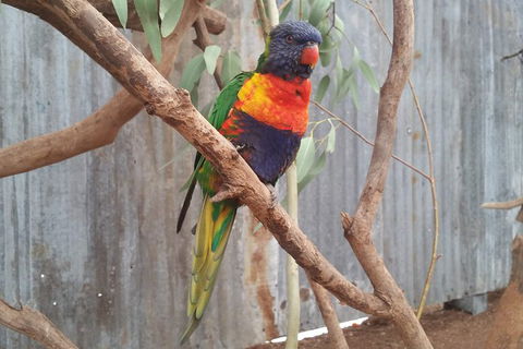 Very Best Of Perth Tour - Wildlife Park & City Highlights Tour - Surfers Gold Coast 11
