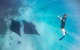 Marine Eco Safari - Swim With Manta Rays - thumb 1