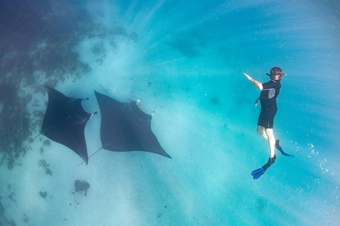 Marine Eco Safari - Swim With Manta Rays - Surfers Gold Coast 1
