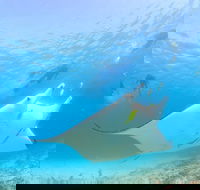 Marine Eco Safari - Swim with Manta Rays - Surfers Gold Coast