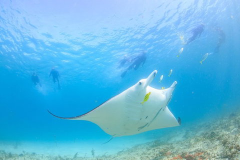 Marine Eco Safari - Swim With Manta Rays - Surfers Gold Coast 0