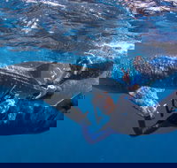 Whale Shark Safari - Surfers Gold Coast