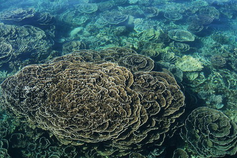 Coral Bay 2-Hour Coral Viewing And Snorkeling - Surfers Gold Coast 1