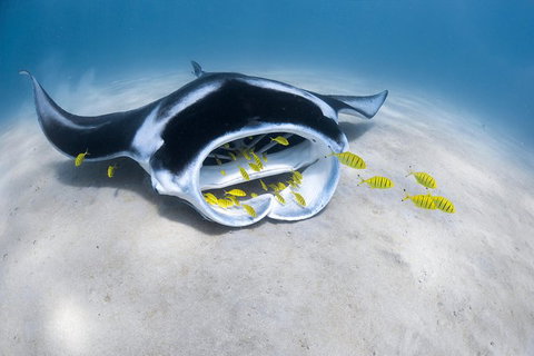 Ningaloo Adventure And Manta Ray Tour - Surfers Gold Coast 9