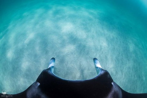 Ningaloo Adventure And Manta Ray Tour - Surfers Gold Coast 5