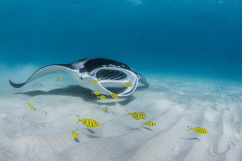 Ningaloo Adventure And Manta Ray Tour - Surfers Gold Coast 2