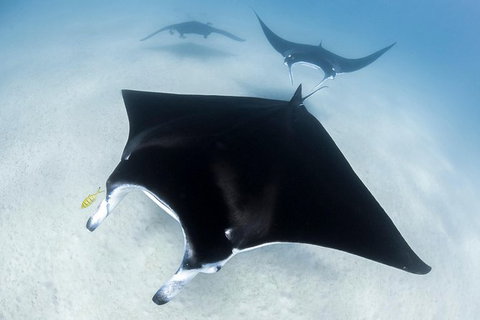 Ningaloo Adventure And Manta Ray Tour - Surfers Gold Coast 1