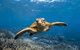 Ningaloo Adventure And Manta Ray Tour - thumb 3