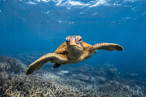 Ningaloo Adventure And Manta Ray Tour - Surfers Gold Coast 3