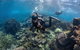 Ningaloo Adventure And Manta Ray Tour - thumb 0