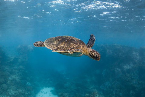 Ningaloo Adventure And Manta Ray Tour - Surfers Gold Coast 7